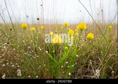 Yellow milkwort (Polygala rugelii) at Kissimmee Prairie Preserve State Park; Okeechobee, Florida, United States of America Stock Photo