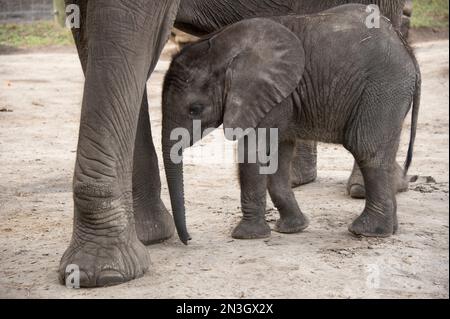 A vulnerable African elephant (Loxodonta africana) and five-month-old calf at a zoo; Tampa, Florida, United States of America Stock Photo