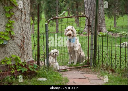Two dogs, a Labradoodle mix and a Shih tzu, sitting at the gate in a backyard looking out; Lincoln, Nebraska, United States of America Stock Photo
