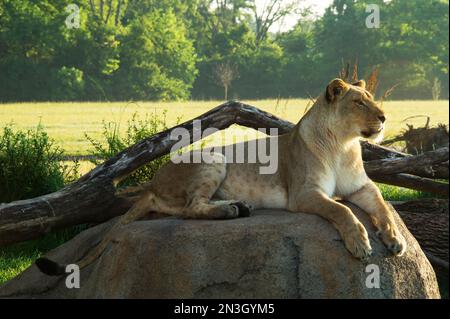 Lioness relaxed on a rock in a zoo habitat; Columbus, Ohio, United States of America Stock Photo