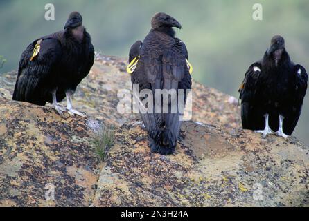 Three juvenile California Condors (Gymnogyps californianus) perch side by side on a rock in Los Padres National Forest Stock Photo