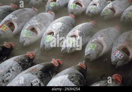 Frozen Tuna Fish at a wholesale market in Tokyo, Japan; Tokyo, Japan Stock Photo