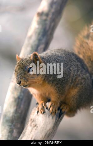 Portrait of a Fox Squirrel (Sciurus niger) perched on a tree branch; Walton, Nebraska, United States of America Stock Photo