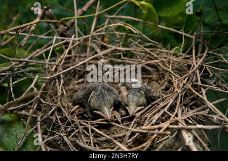 Two baby blue jays (Cyanocitta cristata) wait for their mother to return with food; Walton, Nebraska, United States of America Stock Photo