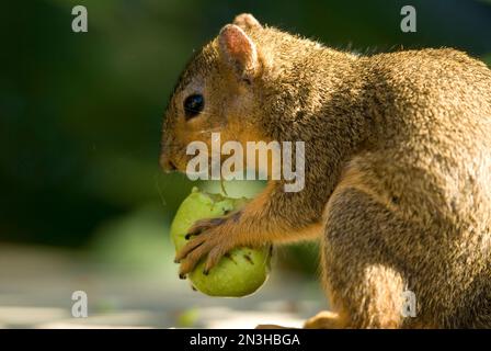 Red Fox squirrel (Sciurus niger) chews on a walnut; Lincoln, Nebraska, United States of America Stock Photo