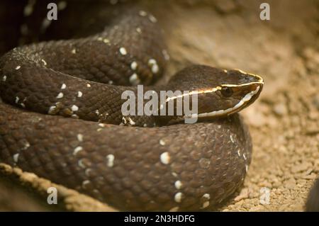 Mexican Cantil Viper (Agkistrodon bilineatus) at a zoo; Omaha, Nebraska, United States of America Stock Photo