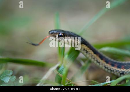 Red-sided garter snake (Thamnophis sirtalis parietalis) on the ground with tongue out; Princeton, Nebraska, United States of America Stock Photo