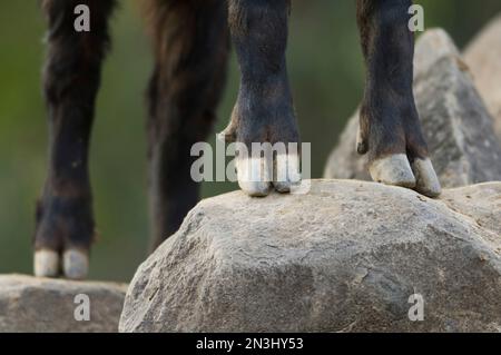 Hooves of a Mishmi takin (Budorcas taxicolor) standing on a rock at a zoo; Denver, Colorado, United States of America Stock Photo