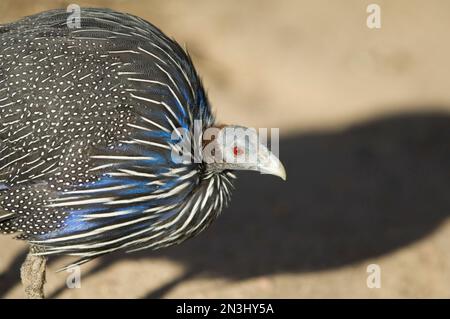 Portrait of a Vulturine guineafowl (Acryllium vulturinum) standing in sunlight with it's shadow cast on the ground in a zoo enclosure Stock Photo
