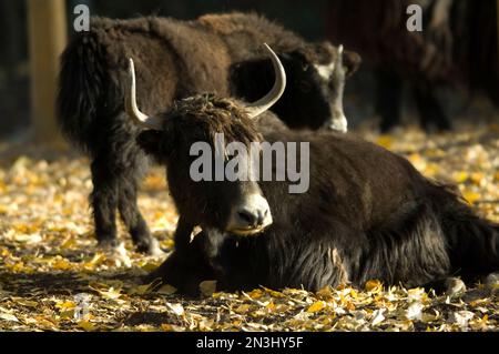 Yaks (Bos grunniens) in the sunlight in a zoo enclosure; Denver, Colorado, United States of America Stock Photo
