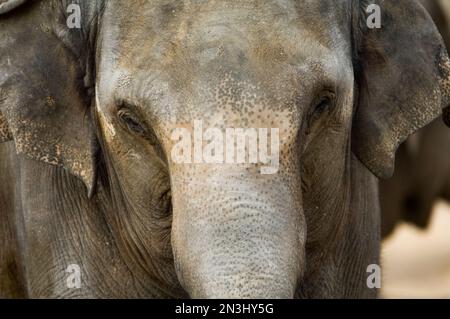 Close-up portrait of an Asian elephant (Elephas maximus) in its enclosure at a zoo; Denver, Colorado, United States of America Stock Photo