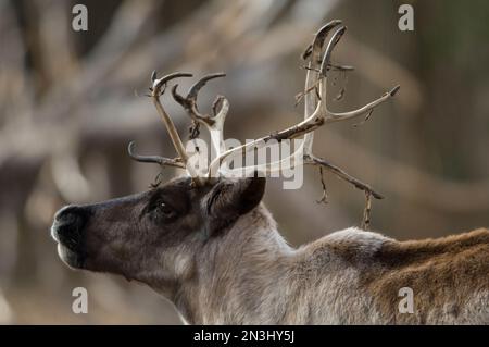 Portrait of a Caribou (Rangifer tarandus) with leaf debris on its antlers at a zoo; Denver, Colorado, United States of America Stock Photo
