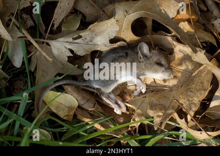 Dead animal mouse in trap, lying on green grass lawn, garden, park, outside,  backyard, summer Stock Photo - Alamy