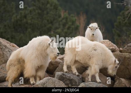 Mountain goats (Oreamnos americanus) on rocks in a zoo enclosure; Colorado Springs, Colorado, United States of America Stock Photo