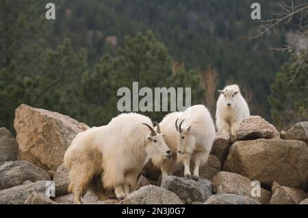 Mountain goats (Oreamnos americanus) on rocks in a zoo enclosure; Colorado Springs, Colorado, United States of America Stock Photo