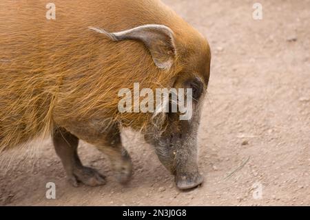 Red River hog (Potamochoerus porcus) eating from the ground in a zoo enclosure; Colorado Springs, Colorado, United States of America Stock Photo