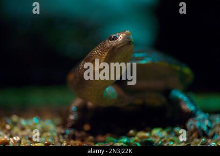 Close-up portrait of a Reimann's snake-necked turtle (Chelodina longicollis) in a zoo; Denver, Colorado, United States of America Stock Photo
