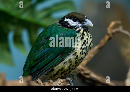 Close-up portrait of a Northern white-eared catbird (Ailuroedus buccoides geislerorum) in a zoo; Denver, Colorado, United States of America Stock Photo
