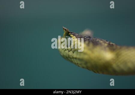 Hairy bush viper (Atheris hispida), animal portrait, Uganda - SuperStock