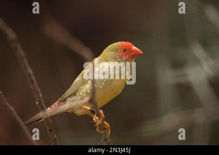 Portrait of a Star finch (Neochmia ruficauda) perched on a tree branch at a zoo; Omaha, Nebraska, United States of America Stock Photo