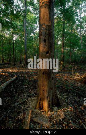 Tree showing signs of the pileated or ivory-billed woodpecker in the White River National Wildlife Refuge, Arkansas, USA Stock Photo