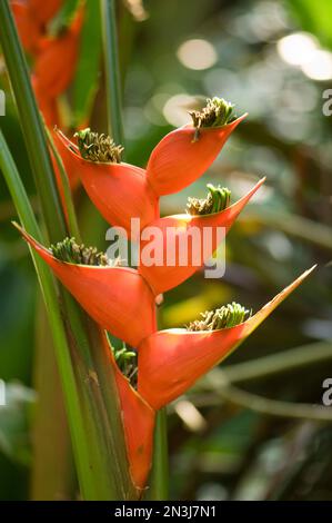 Lobster claw flower (Heliconia sp.) from South America; Asheboro, North Carolina, United States of America. Stock Photo