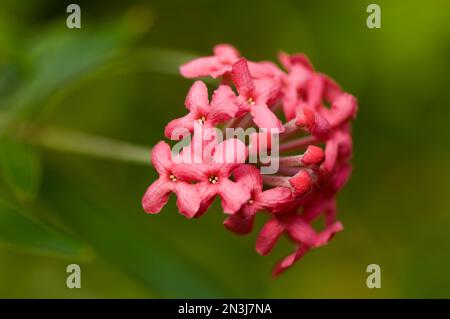 Flame of the woods (Ixora coccinea), a species of plant in the lxora genus from India; Asheboro, North Carolina, United States of America Stock Photo