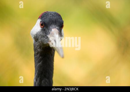 Close-up portrait of the head of a Eurasian crane (Grus grus) at the International Crane Foundation; Baraboo, Wisconsin, United States of America Stock Photo