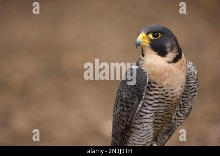 Close-up portrait of a Peregrine falcon (Falco Peregrinus) at a wild bird sanctuary; Saint Louis, Missouri, United States of America Stock Photo