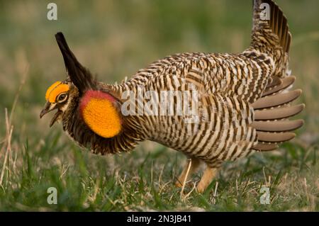 Portrait of a Greater prairie chicken (Tympanuchus cupido) in the wild; St. Mary, Nebraska, United States of America Stock Photo