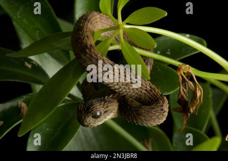 Hairy bush Viper (Atheris hispida) portrait, captive from Central Africa  Stock Photo - Alamy