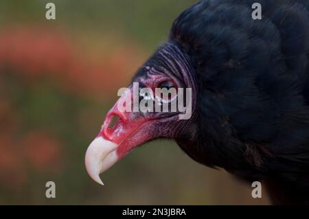 Close-up portrait of a Turkey vulture (Cathartes aura) at a zoo; Watertown, New York, United States of America Stock Photo