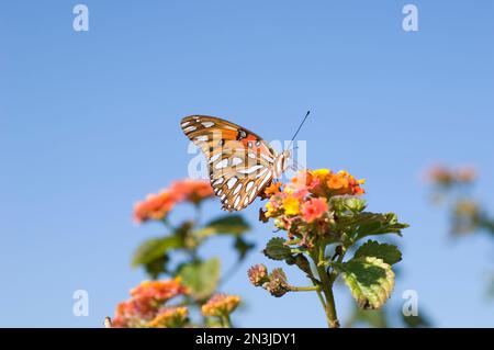 Close-up of a Gulf fritillary butterfly (Dione vanillae) resting on blossoms at the Fort Morgan State Historical Site Stock Photo