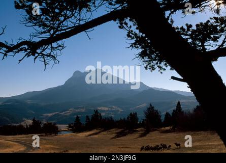 Herd of Bighorn sheep (Ovis canadensis) in a clearing near Augusta, Montana, USA; Augusta, Montana, United States of America Stock Photo