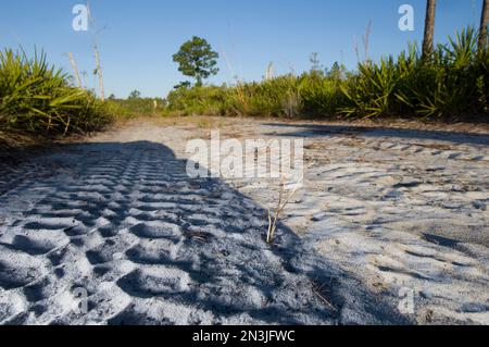 Patterns in the sand at Archbold Biological Station, Florida, USA; Venus, Florida, United States of America Stock Photo