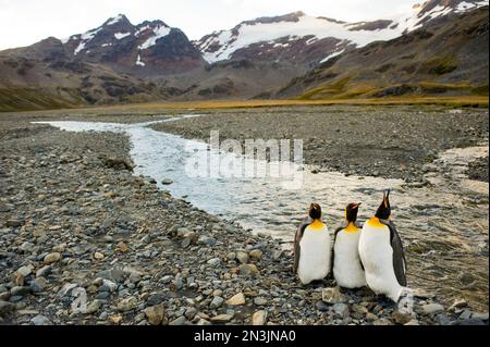 Three King penguins (Aptenodytes patagonicus) on South Georgia Island; South Georgia Island, British Overseas Territory Stock Photo