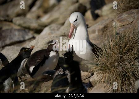 Black-browed albatross (Thalassarche melanophris) in a rockhopper penguin breeding area Stock Photo