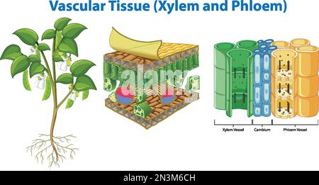 Plant Cohesion Vascular Tissue (Xylem and Phloem) illustration Stock Vector