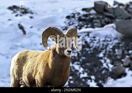 A rocky mountain bighorn sheep 'Ovis canadensis', standing against a snow covered cliff in the foothills of the rocky mountains of Alberta Canada. Stock Photo