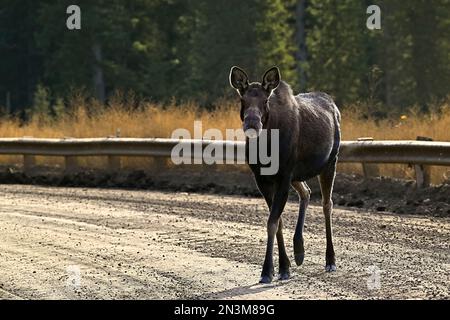 A cow moose  "Alces alces", walking across a dirt road in rural Alberta Canada Stock Photo