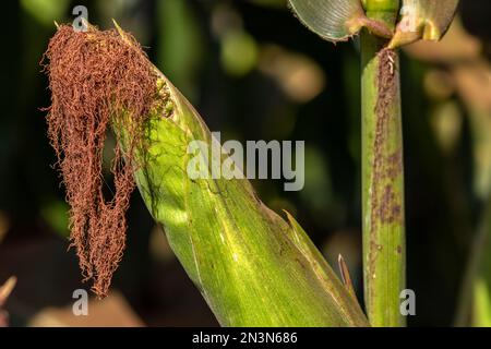 Close-up corn cob of a ripe maize, sweet corn plant in Brazil Stock Photo