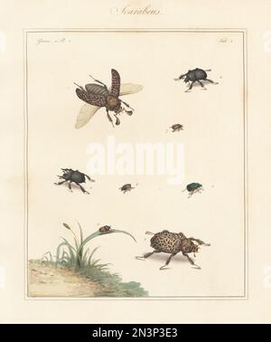 Scarab beetle, Polyphylla (Polyphylla) fullo 1,2, minotaur beetle,  Typhaeus typhoeus 3,4, mottled dung beetle, Onthophagus nuchicornis 5,6, Omaloplia ruricola 7 and vine chafer, Anomala vitis 8. Handcoloured copperplate engraving from Thomas Martyn’s The English Entomologist, Exhibiting all the Coleopterous Insects found in England, Academy for Illustrating and Painting Natural History, London, 1792. Stock Photo