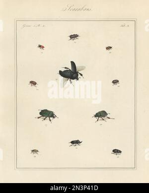 Rhinoceros beetle, Sinodendron cylindricum 20,21, common dung beetle, Aphodius fimetarius 22, Acrossus luridus 23, brown chafer, Serica brunnea 24, earth-boring dung beetle, Geotrupes stercorarius 25, hide beetle, Trox sabulosus 26, rose chafer, Cetonia aurata 27, noble chafer, Gnorimus nobilis 28, night-flying dung beetle, Acrossus rufipes 29, and digger small dung beetle, Teuchestes fossor 30. Handcoloured copperplate engraving from Thomas Martyn’s The English Entomologist, Exhibiting all the Coleopterous Insects found in England, Academy for Illustrating and Painting Natural History, London