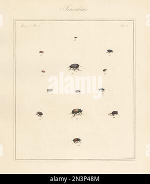 Species of scarab beetles. Bloody small dung beetle, Otophorus haemorrhoidalis 31, subterranean small dung beetle, Eupleurus subterraneus 33, Esymus merdarius 34, N.S. 35, 38, Onthophagus ovatus 36, erratic small dung beetle, Colobopterus erraticus 37, Diplognatha gagates 39, Odonteus armiger 40,41, Anomala dubia subsp. dubia 42, and garden chafer, Phyllopertha horticola 43. Handcoloured copperplate engraving from Thomas Martyn’s The English Entomologist, Exhibiting all the Coleopterous Insects found in England, Academy for Illustrating and Painting Natural History, London, 1792. Stock Photo