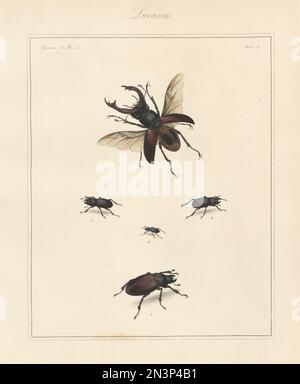 Greater stag beetle, Lucanus cervus 1,2, lesser stag beetle, Dorcus parallelipipedus 3, 4, and stag beetle, Platycerus caraboides 5. Handcoloured copperplate engraving from Thomas Martyn’s The English Entomologist, Exhibiting all the Coleopterous Insects found in England, Academy for Illustrating and Painting Natural History, London, 1792. Stock Photo