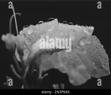 Macro life in black and white of pandorea jasminoides, water droplets on white flower petals like tiny bubbles,  amazing nature Stock Photo