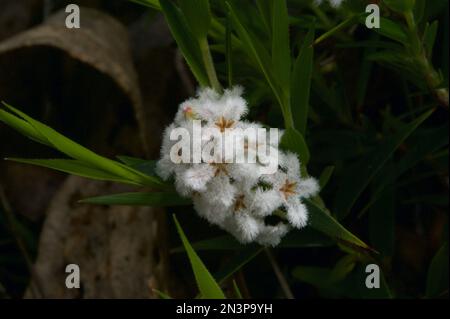 Slender Rice Flower (Pimelea Linifolia) looks like it should be called Woolly Rice Flower (Pimelea Octophylla), the flowers are so fluffy! Stock Photo