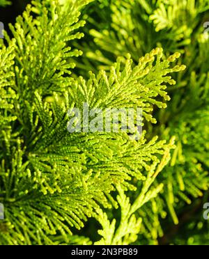 Close-up of a green yellow juniper branches. Natural background. High quality photo Stock Photo