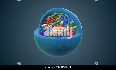 Internal structure of an animal cell Stock Photo