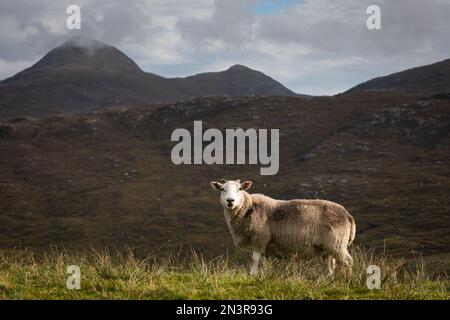 Sheep and Mountains on Isle of Lewis - Scotland Stock Photo